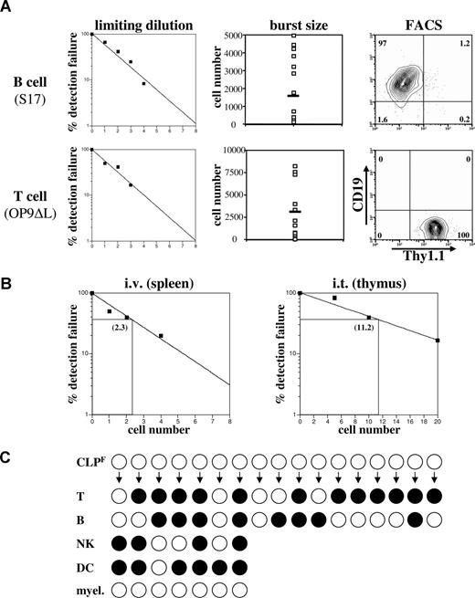 Figure 5. CLPF clonally give rise to B and T cells. (A) B-cell (top panel) and T-cell (bottom panel) progenitor frequency of CLPF was assessed by culturing them on either S17 (for B cells) and delta-like 1 expressing OP9 (for T cells) stroma cells in the presence of IL-7, SCF, and Flt3L for 10 days in 96-well plates at densities between 0 and 8 cells per well. The left panel shows the percentage of failure of detection of either CD19+ or Thy1.1+ progeny by FACS. The middle panel shows the number of progeny cells obtained from a single CLPF in these assays with the black bar marking the average burst size. Right panel shows a representative CD19/Thy1.1 FACS plot of a B- and T-cell culture. Horizontal bars in the middle panels represent means. Numbers on right plots are percentages of gated cells. (B) Limiting dilution analysis of donor cells after transfer of CLPF into sublethally irradiated hosts. For B cells, CLPF were intravenously injected and spleens analyzed at 4 weeks. For T cells, CLPF were intrathymically injected and thymi analyzed at 4 days after injection. Three to 5 mice per cell dose were analyzed and numbers shown within the plots represent the calculated limiting number. (C) Results of a clonal assay to simultaneously detect all 4 lymphoid lineages from a single cell (for experimental design and technical details, see Figure S3). Positive clones are symbolized by black circles and a negative result by white circles. Of the 17 clones analyzed, each derived from a single CLPF cell, 8 of 17 gave rise to B cells and 12 of 17 to T cells when cultured under appropriate conditions. Of these positive clones a total of 35% showed simultaneous development of T and B cells, demonstrating the bipotential of CLPF. Furthermore, 7 clones of the 17 underwent 3 or more cell divisions and therefore could also be analyzed for NK, DC, and myeloid potential. Whereas 4 of 7 showed NK cell and 6 of 7 DC potential, none of the clones generated any myeloid cells (0/7). Of the 7 clones analyzed for all 4 lymphoid lineages 2 (28%) simultaneously readout all 4 lymphoid lineages, proving that a single CLPF can possess the full lymphoid potential.