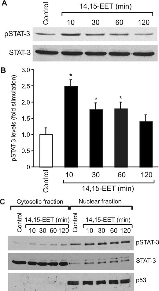 Figure 1. 14,15-EET activates STAT-3 in HDMVECs. Quiescent HDMVECs were treated with and without 14,15-EET (0.1 μM) for the indicated times and either cell extracts (A) or the cytoplasmic and nuclear factions (C) were prepared and analyzed by Western blotting for pSTAT-3 using its phosphospecific antibodies. (B) The bar graph represents the quantitative analysis of the time course effect of 14,15-EET on tyrosine phosphorylation of STAT-3 in triplicate. Error bars represent SD. The blot in panel A was reprobed with anti–STAT-3 antibodies for normalization. For testing the purity of the cytoplasmic and nuclear preparations, the blot in panel C was reprobed sequentially with anti–STAT-3 and anti-p53 antibodies. *P < .01 versus control.
