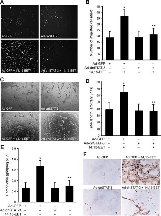 Figure 2. Adenovirus-mediated expression of dnSTAT-3 suppresses 14,15-EET–induced HDMVEC migration and tube formation in vitro and Matrigel plug angiogenesis in vivo. (A,B) HDMVECs were transduced with Ad-GFP or Ad-dnSTAT-3 at an MOI of 80, quiesced, and subjected to 14,15-EET–induced migration (A,B) or tube formation (C,D). (E,F) C57BL/6 mice were injected subcutaneously with 0.5 mL Matrigel premixed with vehicle or 50 μM 14,15-EET with and without Ad-GFP or Ad-dnSTAT-3 (5 × 109 pfu/mL). One week later, the animals were killed and the Matrigel plugs were harvested from underneath the skin and either analyzed for hemoglobin content using Drabkin reagent or immunostained for CD31 expression using anti-CD31 anti-bodies. The values in the bar graphs in panels B, D, and E are the means plus or minus SD of 3 independent experiments or 4 animals. *P < .01 vs Ad-GFP; **P < .01 vs AD-GFP + 14,15-EET.