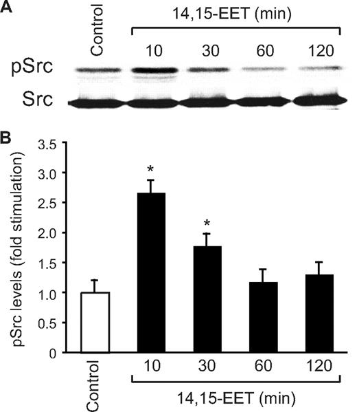 Figure 3. 14,15-EET activates Src in HDMVECs. (A) Quiescent HDMVECs were treated with and without 14,15-EET (0.1 μM) for the indicated times, and cell extracts were prepared and analyzed by Western blotting for pSrc using its phosphospecific antibodies. The blot was reprobed with anti-Src antibodies for normalization. (B) The bar graph represents the quantitative analysis of the time course effect of 14,15-EET on tyrosine phosphorylation of Src in triplicate. *P < .01 vs control. Error bars represent SD.