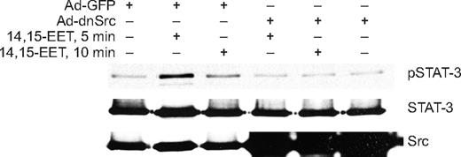 Figure 4. Adenovirus-mediated expression of dnSrc inhibits 14,15-EET–induced STAT-3 phosphorylation in HDMVECs. HDMVECs that were transduced with Ad-GFP or Ad-dnSrc at an MOI of 80 were treated with and without 14,15-EET (0.1 μM) for the indicated times, and cell extracts were prepared and analyzed by Western blotting for pSTAT-3 using its phosphospecific antibodies. The blot was reprobed sequentially with anti–STAT-3 antibodies for normalization and anti-Src antibodies for overexpression of Src.