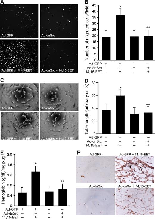 Figure 5. Adenovirus-mediated expression of dnSrc suppresses 14,15-EET–induced HDMVEC migration and tube formation in vitro and Matrigel plug angiogenesis in vivo. (A,B) HDMVECs were transduced with Ad-GFP or Ad-dnSrc at an MOI of 80, quiesced, and subjected to 15(S)-HETE–induced migration (A,B) or tube formation (C,D). (E,F) C57BL/6 mice were injected subcutaneously with 0.5 mL Matrigel premixed with vehicle or 50 μM 14,15-EET with and without Ad-GFP or Ad-dnSrc (5 × 109 pfu/mL). One week later, the animals were killed and the Matrigel plugs were harvested from underneath the skin and analyzed for either hemoglobin content with Drabkin reagent or immunostained for CD31 expression using anti-CD31 antibodies. The values in the bar graphs in panels B, D, and E are the means plus or minus SD of 3 independent experiments or 4 animals. *P < .01 vs Ad-GFP; **P < .01 vs AD-GFP + 14,15-EET.