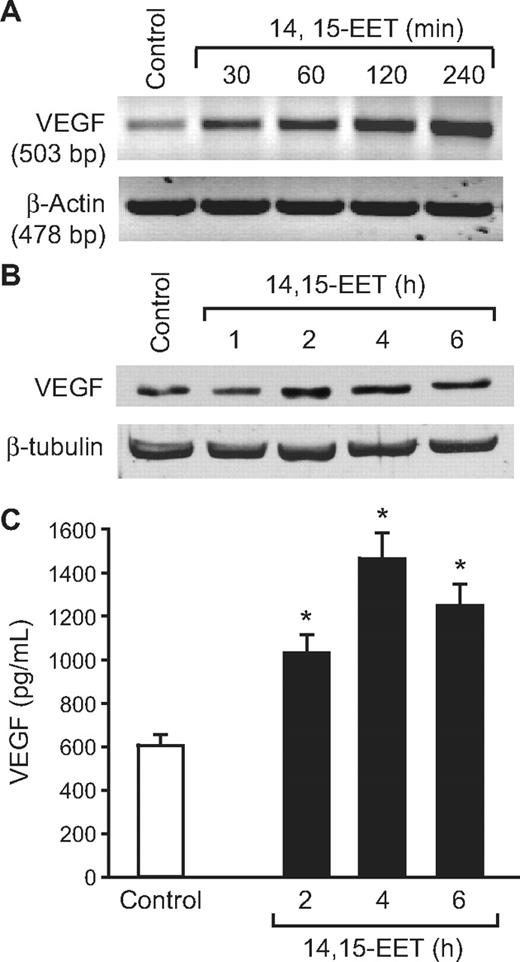 Figure 6. 14,15-EET induces VEGF expression in a time-dependent manner in HDMVECs. Quiescent HDMVECs were treated with and without 14,15-EET (0.1 μM) for the indicated time periods and either RNA was isolated and analyzed for VEGF mRNA levels by RT-PCR (A), cell extracts were prepared and analyzed for VEGF levels by Western blotting (B), or the culture medium was collected and assayed for released VEGF by ELISA (C). The values in the bar graph in panel C are the means plus or minus SD of 3 independent experiments. *P < .01 vs control.