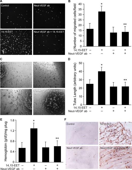 Figure 8. Neutralizing anti-VEGF antibodies suppress 14,15-EET–induced HDMVEC migration and tube formation in vitro and Matrigel plug angiogenesis in vivo. Quiescent HDMVECs were treated with neutralizing anti-VEGF antibodies (3 μg/mL) for 30 minutes at 37°C followed by washing with medium 131. The cells were then subjected to 14,15-EET (0.1 μM)–induced migration (A,B) or tube formation (C,D) in the presence and absence of 3 μg/mL neutralizing anti-VEGF antibodies. (E,F) C57BL/6 mice were injected subcutaneously with 0.5 mL Matrigel premixed with vehicle or 50 μM 14,15-EET with and without 3 μg/mL neutralizing anti-VEGF antibodies. One week later, the animals were killed and the Matrigel plugs were harvested from underneath the skin and analyzed for either hemoglobin content with Drabkin reagent or immunostained for CD31 expression using anti-CD31 antibodies. Preimmune serum was added to Ad-GFP– and Ad-GFP + 14,15-EET–treated cells or mice. The values in the bar graphs in panels B, D, and E are the means plus or minus SD of 3 independent experiments or 4 animals. *P < .01 vs control; **P < .01 vs 14,15-EET.