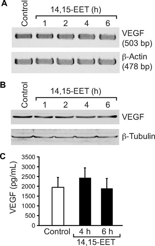 Figure 9. The lack of effect of 14,15-EET on VEGF expression in HASMCs. Quiescent HASMCs were treated with and without 14,15-EET (0.1 μM) for the indicated time periods and either RNA was isolated and analyzed for VEGF mRNA levels by RT-PCR (A), cell extracts were prepared and analyzed for VEGF protein levels by Western blotting (B), or the culture medium was collected and assayed for released VEGF by ELISA (C). Error bars represent SD.