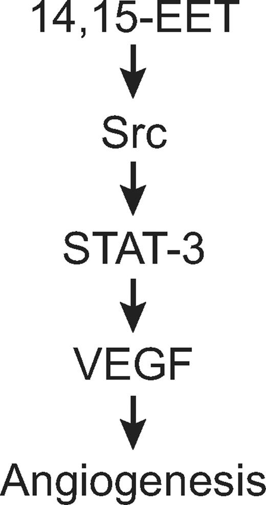 Figure 10. Schematic diagram showing how 14,15-EET induces angiogenesis in HDMVECs.