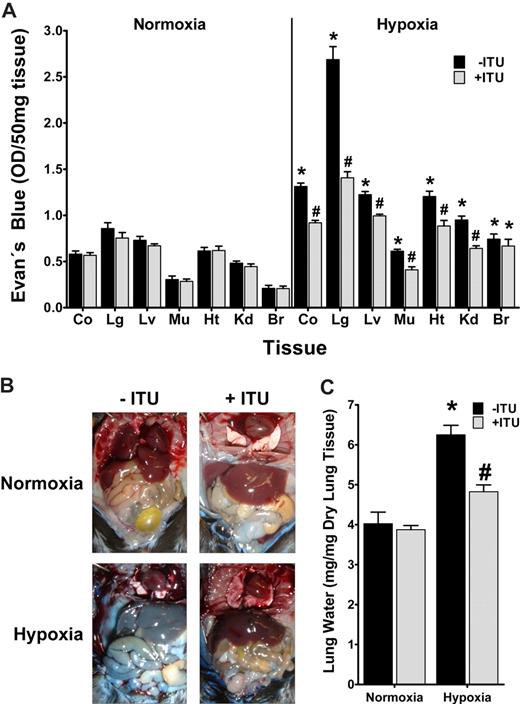 Figure 8. Influence of adenosine kinase (AK) inhibitor ITU on hypoxia elicited vascular leak in vivo. (A) C57BL/6 mice were injected with 5′-iodotubericidin (ITU, 1 mg/kg administered intravenously, ) or vehicle control (DMSO, ■). Vascular leak was assessed by intravenous Evan blue. After exposure to normobaric hypoxia (8% oxygen) or room temperature air for 4 hours, animals were killed and Evan blue concentrations were determined in colon (Co), lung (Lg), liver (Lv), muscle (Mu), heart (Ht), kidney (Kd), and brain (Br). Data are expressed as mean plus or minus SD Evan blue OD/50 mg wet tissue and are pooled from 4 to 6 animals per condition (*P < .05, difference between normoxia and hypoxia; #P < .001, difference between ITU or vehicle). (B) Images of abdominal dissections taken at necropsy. Note the attenuated Evan blue leakage in hypoxic mice treated with ITU. The pictures were taken using a Canon digital IXUS 850 IS camera. (C) Measurement of lung water content in mice subjected to normoxia or hypoxia, following ITU treatment () or vehicle control (DMSO, ■). Data are expressed as mean plus or minus SD mgH2O/mg dry tissue and are pooled from 6 animals per condition (*P < .001 between normoxia and hypoxia, #P < .001 between treatment with ITU or control).