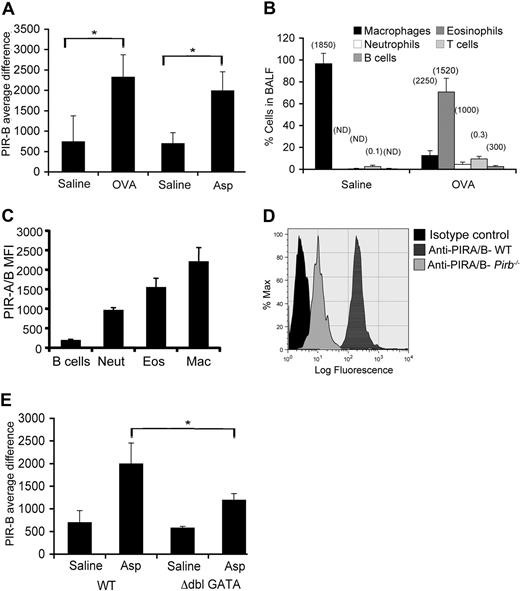 Figure 1. Assessment of PIR-B expression in the allergic lung. (A) Expression of PIR-B was assessed by gene chip analysis in saline-challenged, OVA-challenged, and Aspergillus fumigatus (Asp)–challenged mice; *P < .05 when comparing OVA- and Asp-treated mice with saline groups. (B) The cellular source for PIR-B expression was assessed in the BALF of OVA-challenged mice. Data are represented as percentage of cell population from total BALF cells plus or minus SD and was defined by flow cytometric analysis as follows: macrophages (Mac, FSChigh, Mac-3+, CCR3−), (Eos, SSChigh, CCR3+), neutrophils (Neut, SSCintermediate, CCR3−, Gr-1+), T cells (FSClow, SSClow, B220−, CD3+), and B cells (FSClow, SSClow, B220+, CD3−). Values in parentheses indicate the mean fluorescent intensity (MFI) of PIR-A/B expression on the various cell population. (C) Analysis of the expression of PIR-A/B on various cell populations in the BALF of OVA-challenged mice. (D) The relative expression of PIR-B and PIR-A on eosinophils was assessed by FACS analysis by staining for PIR-A/B on wild-type (WT) or Pirb−/− eosinophils. (E) Data shown are a representative histogram plot of n = 4. The lungs of Asp-challenged wild-type and Δdbl-GATA were assessed for PIR-B expression; *P < .05 when comparing Asp-treated wild-type and Asp-treated Δdbl-GATA mice. The average difference for the hybridization signal after saline and allergen challenge is depicted (n = 3 mice for saline groups, n = 2-4 mice for OVA and Aspergillus experimental groups). PIR-B expression was assessed on gated eosinophils. Error bars represent SD.