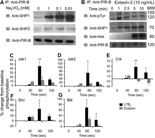 Figure 6. Assessment of PIR-B with various signaling molecules at baseline and after eotaxin and LTB4 stimulation. Eosinophils were obtained from the spleens of CD2–IL-5Tg mice. Freshly isolated eosinophils were incubated with various concentrations of sodium orthovanadate (A). Thereafter, the cells were lysed, precleared, PIR-B immunoprecipitated (IP), analyzed by sodium dodecyl sulfate–polyacrylamide gel electrophoresis (SDS-PAGE), transferred to a membrane, and blotted (IB) with antibodies to SHP-1, SHP-2, and PIR-B as a loading control. After eotaxin-2 stimulation (B), the eosinophils were lysed, precleared, IP, analyzed by SDS-PAGE, transferred to a membrane, and IB with antibodies to phospho-tyrosine (pTyr), SHP-1, and Hck. As a loading control, samples were also IB with anti–PIR-B. PIR-B–kinase complexes were assessed using an antibody-coated membrane. Densitometric analysis of phosphorylation patterns after eotaxin or LTB4 stimulation (C-G) is shown. Data are normalized to baseline phosphorylation status and are shown as the percentage change (increase or decrease) from unstimulated eosinophils. Data represent means plus or minus SD of n = 4; *P < .05; **P < .01; when comparing LTB4- and eotaxin-treated cells.