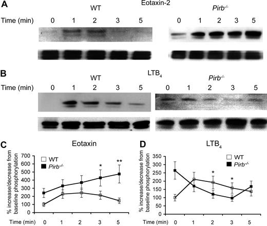 Figure 7. Assessment of ERK1/2 phosphorylation after eotaxin and LTB4 stimulation. Pirb−/− or wild-type (WT) eosinophils were stimulated with eotaxin-2 (10 ng/mL; A,C) or LTB4 (10 nM; B,D) at the indicated time points. Thereafter, the cells were lysed, analyzed by SDS-PAGE, transferred to a membrane, and blotted with antibodies to phospho-specific ERK1/2 (pERK1/2) or total ERK1/2 as loading control. Quantification of band intensity (C,D) of eotaxin and LTB4 stimulated eosinophils. Each time point was normalized to the baseline phosphorylation state of WT mice and presented as fold increase plus or minus SD. Data represent n = 3 experiments; *P < .05; **P < .01; ***P < .001 when comparing WT and Pirb−/− cells.