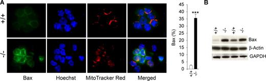 Figure 4. Bax activation in GSD-Ib neutrophils. Peritoneal neutrophils were isolated from 6- to 7-week-old unaffected (+/+) and GSD-Ib (−/−) mice during thioglycollate-elicited peritonitis. (A) Representative immunofluorescence of Bax staining (green fluorescence), Hoechst 33342 nuclei staining (blue fluorescence), and MitoTracker Red mitochondrial staining (red fluorescence), magnification, ×1000, and quantification of Bax-positive neutrophils in unaffected and GSD-Ib mice. Data represent the means (± SEM) of 3 independent experiments. ***P < .001. (B) Western blot analysis of protein extracts of neutrophils using antibodies against Bax, β-actin, or GAPDH. Each lane contains 50 μg protein.