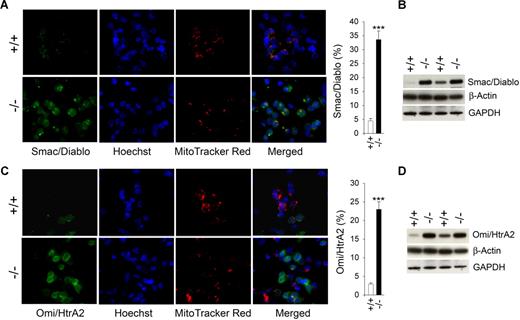 Figure 5. Increased accumulation and release of proapoptotic factors in GSD-Ib neutrophils. Peritoneal neutrophils were isolated from 6- to 7-week-old unaffected (+/+) and GSD-Ib (−/−) mice during thioglycollate-elicited peritonitis. (A) Representative immunofluorescence of Smac/Diablo staining (green fluorescence), Hoechst 33342 nuclei staining (blue fluorescence), and MitoTracker Red mitochondrial staining (red fluorescence), magnification, ×1000, and quantification of Smac/Diablo-positive neutrophils in unaffected and GSD-Ib mice. (B) Western-blot analysis of protein extracts of neutrophils using antibodies against Smac/Diablo, β-actin or GAPDH. Each lane contains 50 μg protein. (C) Representative immunofluorescence of Omi/HtrA2 staining (green fluorescence), Hoechst 33 342 nuclei staining (blue fluorescence), and MitoTracker Red mitochondrial staining (red fluorescence), magnification, ×1000, and quantification of Omi/HtrA2-positive neutrophils in unaffected and GSD-Ib mice. Data represent the means (± SEM) of 3 independent experiments. ***P < .001. (D) Western blot analysis of protein extracts of neutrophils using antibodies against Omi/HtrA2, β-actin, or GAPDH. Each lane contains 50 μg protein.