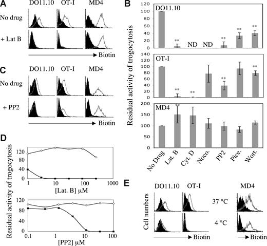Figure 1. The differential effect of inhibitors and temperature on T-cell and B-cell trogocytosis. (A) DO11.10 CD4+ T cells (left panels), OT-I CD8+ T cells (middle panels), and MD4 B cells (right panels) were exposed in the presence or absence of 25 μM latrunculin B (Lat. B) to their respective biotinylated target cells that either expressed, on their surface, the appropriate antigen (open histograms) or not (closed histograms). After 1 hour at 37°C, conjugates were dissociated and lymphocytes were stained with fluorescent streptavidin to detect capture of biotinylated components, and with lineage-specific mAbs. Graphs show the level of biotin staining on gated effector cells. (B) Quantification of trogocytosis efficiency performed by lymphocytes in the presence or absence of 25 μM latrunculin B, 10 μM cytochalasin D (Cyt. D), 100 nM nocodazole (Noco.), 10 μM PP2, 100 μM piceatannol (Pice.), and 100 nM wortmannin (Wort.). Residual trogocytosis in the presence of the indicated inhibitors was calculated using the formula described in Document S1. DO11.10 CD4+ T cells were not tested in presence of cytochalasin D and nocodazole. Bars represent the standard deviations; n = 5 for T CD4+ cells and n > 6 for T CD8+ cells and B cells. Levels of statistical significance were calculated using the Student t test; **P < .01. (C) As in panel A, except that 10 μM PP2 was used instead of latrunculin B. The data are from experiments in which all cells were treated in parallel with the same aliquots of the indicated inhibitors. (D) OT-I CD8+ T cells (squares) and MD4 B cells (diamonds) were analyzed as in panel A except that a range of concentrations of latrunculin B (top panel) or PP2 (bottom panel) was used. Residual trogocytosis was calculated as in panel B. Similar results were obtained in 4 independent experiments. (E) As in panel A except that cocultures were incubated at 37°C or at 4°C rather than with or without inhibitor. Note that for experiments performed at 4°C, we used an effector to target ratio of 15:1 to ensure that all B cells were in contact with a target cell.
