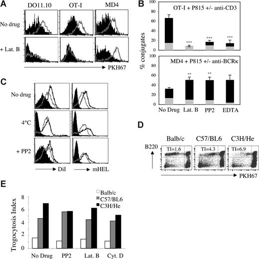 Figure 4. The differential sensitivity of T- and B-cell trogocytosis to inhibitors is not due to differences in affinities of the TCR and BCR for their respective ligands. (A) DO11.10 CD4+ T cells (left panels), OT-I CD8+ T cells (middle panels), and MD4 B cells (right panels) were used in a redirected trogocytosis assay against PKH67-labeled P815 target cells triggered by either the 2C11 anti-CD3 mAb (open histograms for T cells, and closed for B cells) or the anti-BCR κ chain mAb (open histograms for B cells, and closed for T cells). The effector cells were treated with 25 μM latrunculin B before and during coculture with the P815 target cells (bottom panels) or left untreated (top panels). Graphs show the levels of PKH67 fluorescence on gated effector cells. Similar results were obtained in 3 independent experiments. (B) The percentages of OT-I CD8+ T cells (top panel) or MD4 B cells (bottom panel) found conjugated to P815 target cells in the absence of mAb (gray) or in the presence (black) of 2C11 anti-CD3 mAb (for OT-I T cells) or anti-BCR κ chain mAb (for MD4 B cells) was calculated as in Figure 2. Bars represent standard deviations; n = 4. Levels of statistical significance were calculated using the Student t test; **P < .01 and ***P < .001. (C) MD4 B cells were exposed to the following target cells labeled with the fluorescent lipophilic dye DiI: HEK (closed histograms), HEKmHELWT (open histograms), and HEKmHELK97A (gray line histograms). Effector cells were either left untreated (top panels), or treated for 20 minutes at 37°C with 10 μM PP2 (bottom panels) or placed at 4°C (middle, horizontal panels) before coculture with target cells. After 1 hour of coculture at 37°C (top and bottom panels) or at 4°C (middle panels), we measured the capture of membrane components (DiI; left panels) and of mHEL (biotinylated F10.6.6 mAb + fluorescent streptavidin; right, vertical panels). Similar results were obtained in 4 independent experiments. (D) Splenocytes from 3.83 mice were exposed for 1 hour at 37°C to PKH67-labeled splenocytes from Balb/c (no affinity, left panel), C57/BL6 (weak affinity, middle panel), or C3H/He (high affinity, right panel) before analysis by flow cytometry. These respective affinities for the indicated H-2 antigen were reported in.25 B220+ and B220− splenocytes (donor cells) (PKH67bright) fall within the right quadrants, while the B220+ and B220− 3.83 splenocytes (recipient cells) occupy the left quadrants. Numbers represent trogocytosis indexes (TIs) calculated as indicated below. (E) As in panel D except that the indicated inhibitors were added during trogocytosis. Trogocytosis indexes were calculated as follows: mfi on recipient B220+ cell in the upper left quadrant (B cells)/mfi on recipient B220− cells in the lower left quadrant (non-B cells). Similar results were obtained in 3 independent experiments.