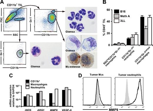 Figure 1. Characterization of tumor-infiltrating CD11b+Gr-1+ MDSCs. CD11b+ cells were enriched from subcutaneous 3LL tumors when tumor grew to 6-10 mm in diameter, and the subpopulations were subsequently sorted by a cell sorter. (A) The sorted cells were subjected to Giemsa or macrophage-specific esterase staining. Dotted line in the bottom right image indicates that different parts of the same slide were grouped to show the cells with representative morphology. Original magnification, ×1200. (B) The percentage of MDSC subpopulations in tumor-infiltrating CD45+ leukocytes in various tumor models. B16 melanoma, Meth A fibrosarcoma, and 3LL were used. (C) mRNA expression of iNOS, ARG1, VEGF-A, and MMP9 in tumor-infiltrating CD11b+ cells, CD11b+Gr-1int/dullLy-6Chi macrophages, and CD11b+Gr-1hiLy-6Cdull neutrophils were analyzed by real-time RT-PCR. (D) Expression of intracellular MMP9 was analyzed by a flow cytometry. Solid lines indicate staining with anti-MMP9 mAb, shaded histograms indicates isotype control. In panels A, C, and D, cells were collected from tumor of 5-8 mice. In B, graphs represent the mean (± SD) of 3 mice. Data are representative of 2 independent experiments.