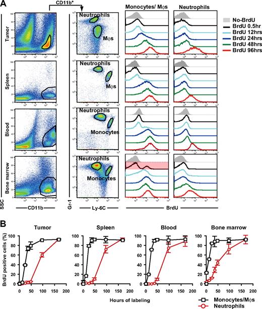 Figure 2. Turnover of tumor-infiltrating MDSC subpopulations in tumor-bearing mice. Tumor-bearing mice were treated with BrdU for various time periods before cell preparation on day 14 of tumor inoculation, and the BrdU uptake by neutrophils and monocytes/monocyte-derived macrophages were analyzed by a flow cytometry. (A) Representative Gr-1 and Ly-6C profiles in CD11b+ cells from tumor, spleen, blood, and BM and the longitudinal BrdU incorporation by monocytes/macrophages (Mφs) and neutrophils. (B) BrdU labeling kinetics of neutrophils (red circles) and monocytes/ Mφs (black squares) in tumor-bearing mice. Each time point represents the mean (± SD) of 3 mice.