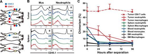 Figure 3. Residence time of MDSC subpopulations in tumor-bearing mice. (A) Parabiotic mice were established between C57BL/6 (CD45.2) and congenic B6. SJL (CD45.1) mice, and 3LL tumors were subcutaneously inoculated to each parabiont 40 days after surgery. Seven days after tumor inoculation, parabionts were surgically separated, and then the chimerism of neutrophils and monocytes was analyzed at various times after separation. (B) Representative CD45.1 profiles in macrophages and neutrophils in the tumor and spleen after separation. (C) Chimerism of neutrophils (circles) and monocytes/ Mφs (square) in tumor (red), spleen (green), blood (blue), and bone marrow (black) at various time points after surgical separation. Each time point represents the mean (± SD) of 3 mice.
