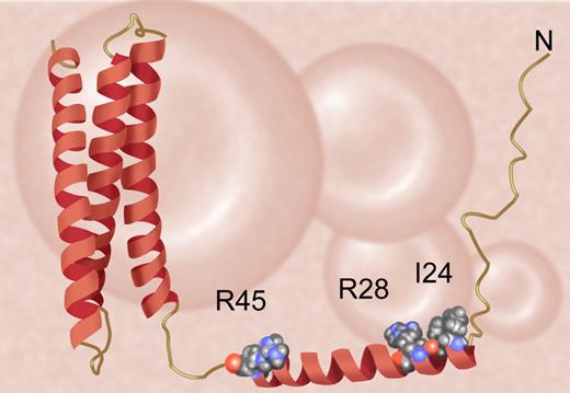 The structure of the N-terminal region of αI-spectrin. The figure is drawn from Protein Databank entry 1OWA. The first helix of αI-spectrin interacts with β in forming spectrin tetramers. In the accompanying paper, Gaetani et al describe the mechanisms by which mutations in residues I24, R28, and R45 (among others) cause hereditary elliptocytosis. In the cases of the residues indicated, pathogenic mutations eliminate interaction with β-spectrin. Illustration by Anthony Baines and Debra Tyler.