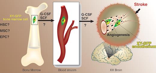 Cells of bone marrow origin give rise to endothelial cells in the brain following ischemia-induced damage. HSC indicates hematopoietic stem cell; MSC, multipotent stromal cell; EPC, endothelial progenitor cell; ?, uncertainly as to the nature of the bone marrow cell that gives rise to brain endothelium and as to the exact target for the action of granulocyte colony-stimulating factor (G-CSF) and stem-cell factor (SCF).