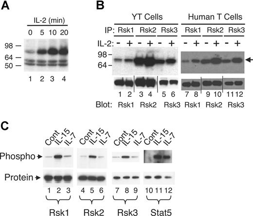 Figure 1. Rsk1, Rsk2, and Rsk3 are activated in human T cells by IL-2 and IL-15 but not by IL-7. (A) Total lysates from YT cells not treated or treated with IL-2 for various time points were subjected to an on-membrane in vitro kinase assay. The arrow indicates the IL-2–induced protein kinase activity. (B) Total lysates from YT cells or primary human T cells not treated or treated with IL-2 for 15 minutes were immunoprecipitated with anti-Rsk1, anti-Rsk2, or anti-Rsk3 antibodies and the corresponding immune complexes then subjected to an on-membrane in vitro kinase assay. The arrow indicates the protein kinase activity. Levels of immunoprecipitated Rsk1, Rsk2, and Rsk3 were determined by blotting an aliquot with antibodies as indicated. Vertical lines have been inserted to indicate repositioned gel lanes. (C) Total lysates from primary human T cells not treated or treated with IL-15 or IL-7 for 20 minutes were immunoprecipitated with anti-Rsk1, anti-Rsk2, anti-Rsk3, or anti-Stat5a/b antibodies. Phospho-Rsk1 and -Rsk2 were detected by blotting with anti-pRsk (Thr577), phospho-Rsk3 with anti-pRsk (Thr359/Ser363), and phospho-Stat5 with pY99 as indicated. Equal amounts of protein immunoprecipitated by each antibody were confirmed by blotting with each corresponding antibody as shown.