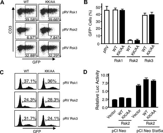 Figure 2. Mouse spleen T cells transduced by a DN Rsk2 mutant could not be recovered. (A) Representative flow cytometric profiles of mouse spleen T cells transduced by WT or DN mutants (KK/AA) of mouse Rsk1, Rsk2, and Rsk3. The numbers indicate percentage of the GFP+ cells gated on CD3+ cells. (B) A summary of 3 independent retroviral transduction experiments. The error bars indicate mean plus or minus standard error of the mean (SEM). The WT and DN mutant for each retroviral construct was labeled as WT and KK/AA, respectively. (C) NIH3T3 cells were infected with 0.2 mL of the same retroviral supernatant produced in 293T+ cells as used in panel A and GFP+ cells were determined on day 2 after infection. (D) 293T+ cells were transfected with pME18S-IL-2Rβ, pME18S-γc, pME18S-Jak3, pEIB IL-2Rα PRRIII reporter, pCi NeoStat5a or vector control pCINeo, and pRL-SV together with either WT or the DN mutant (shown as KK/AA) of pCI neo Rsk2, as indicated. IL-2–induced relative luciferase activity from a representative transfection is shown as mean plus or minus SEM from triplicate samples.