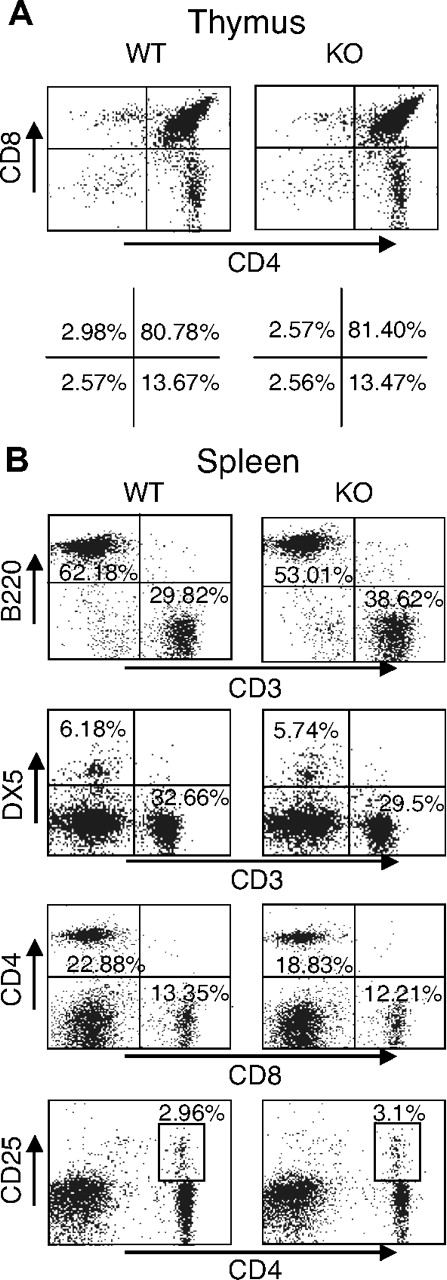 Figure 3. Normal T- and B-cell development in thymus and spleen of Rsk2 KO mice. Representative flow cytometric profiles of thymus (A) and spleen (B) from WT littermate and Rsk2-deficient mice (KO). The numbers show the percentage of each cell population with positive staining by indicated antibodies.