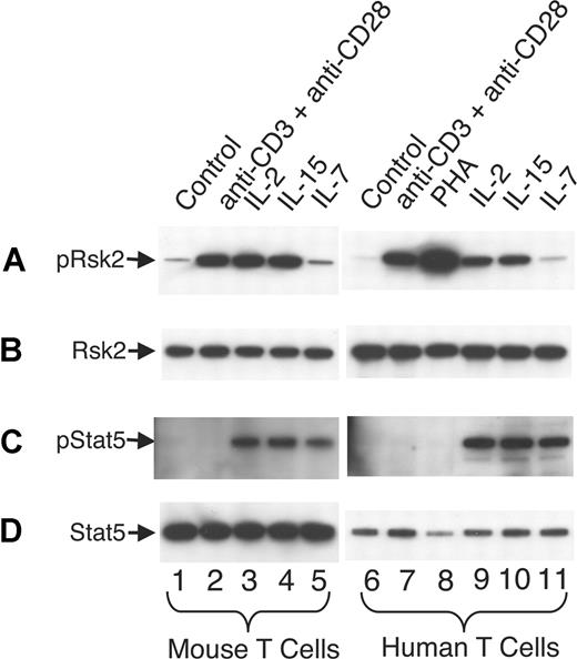 Figure 7. TCR stimulation, IL-2, and IL-15, but not IL-7, potently activate Rsk2 in mouse and human T cells. Mouse T cells were first activated by 2 μg/mL plate-bound anti-CD3 and 1 μg/mL anti-CD28 for 2 days and human PBLs were first activated by 2 μg/mL PHA for 3 days. The activated cells were expanded with 40 U/mL of IL-2 for 4 days (mouse) or 7 days (human), washed, and rested for 24 hours (mouse) or 48 hours (human) before restimulation with each reagent for 20 minutes as indicated. Total cell lysates were prepared and equal amounts of lysates were immunoprecipitated with anti-Rsk2 (C19 antibody; A,B) or anti-Stat5a and anti-Stat5b (C,D) antibodies, and phospho-proteins were detected by blotting using anti-pRsk (Thr359/Ser363; panel A lanes 1 through 5) for mouse pRsk2, anti-pRsk (Thr577; panel A lanes 6 through 11) for human pRsk2, or pY99 antibodies (C) for pStat5, respectively. Equal loading was confirmed by using anti-Rsk2 (E1; B) or pan-Stat5 (D) as indicated.