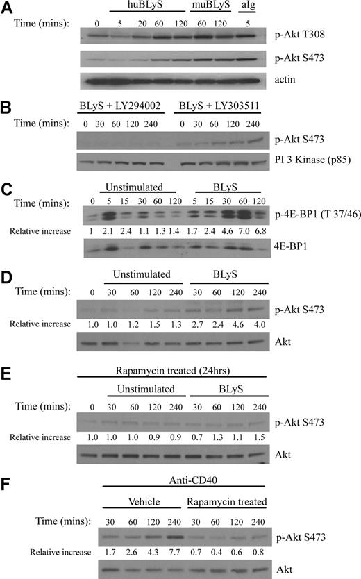 Figure 2. BLyS stimulates Akt and mTOR activation. (A) Phosphorylation of Akt. Purified B cells were stimulated for the indicated times with 100 ng/mL recombinant human or murine rBLyS or 5 μg/mL of anti-Ig at 37°C in pregassed medium. Lysates were prepared from iced samples and analyzed by Western Blot, using antibodies specific for the phosphoserine (S473) and phosphothreonine (T308) residues associated with Akt activation. (B) Inhibition of BLyS induced Akt phosphorylation by the PI 3-kinase inhibitor LY294002. Akt phosphorylation on Ser 473 was followed in purified B cells treated with LY294002 or the inactive analog LY303511 for 1 hour before BLyS stimulation. (C) BLyS induced phosphorylation of the mTOR substrate 4E-BP1. Phosphorylation of E4-BP1 on Thr 37/46 was followed by unstimulated or BLyS-stimulated purified B cells. Quantitation of Western signals represent fold increases of phosphorylated 4E-BP1 relative to that found in unstimulated B cells at time zero with a correction for sample loading performed on the same Western blot stripped and reprobed for total 4E-BP1 protein. Quantitation was performed with a Molecular Dynamics Densitometer as described in “Antibodies and Western blotting.” (D) BLyS induces Akt phosphorylation, whereas incubation of B cells in media only does not. Purified B cells were analyzed over 4 hours for Akt phosphorylation on S473 in the absence and presence of 100 ng/mL of rhuBLyS. Quantitation was as described in panel C. (E) Akt phosphorylation on S473 is inhibited in purified B cells precultured with rapamycin. B cells were cultured for 24 hours with 50 nM of rapamycin and then cultured for the indicated times with media only or media with 100 ng/mL of rhuBLyS. Panel D shows the response to BLyS of B cells incubated without rapamycin. (F) Akt phosphorylation on S473 is impaired in B cells precultured in rapamycin and activated with anti-CD40 antibody. Purified B cells were cultured for 24 hours in vehicle or 50 nM of rapamycin and then stimulated with 0.5 μg/mL of anti-CD40 antibody.