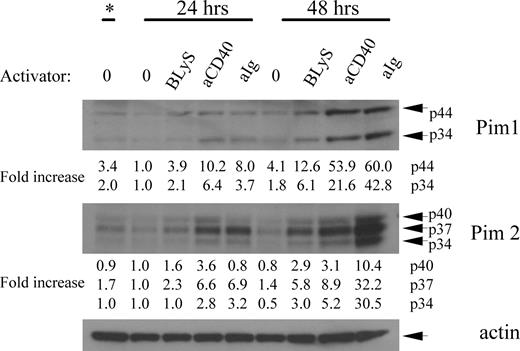 Figure 4. BLyS induces both Pim 1 and Pim 2. Purified small resting B cells were cultured for 2 days unstimulated or with 100 ng/mL rhuBLyS, 5 μg/mL anti-Ig or 0.5 μg/mL anti-CD40. Lysates from the freshly isolated input population (*) and after 24 and 48 hours of culture were prepared and analyzed by Western blot. Results are representative of 4 independent experiments and show the 2 isoforms of Pim1 at 33 and 44 kDa, and the 3 isoforms of Pim 2 at 34, 37, and 40 kDa. Relative protein levels of each Pim isoform were determined by densitometry and normalized to the unstimulated B-cell population cultured for 24 hours as described in Figure 2C.