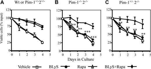 Figure 5. BLyS-dependent survival is rapamycin sensitive in Pim 2–deficient B cells. CD23+ B cells from: (A) wild-type or Pim 1−/+2−/+ heterozygotes, (B) Pim 1−/− 2−/− double-deficient, or (C) Pim 2 only− deficient (Pim 1+/− 2−/−) donors were cultured in CM for 4 days with vehicle, 100 ng/mL rhuBLyS, with or without 50 nM rapamycin (Rapa). Viability was determined daily by trypan blue exclusion. Results are the arithmetic means (±SD) from 3 independent experiments. Statistical comparisons are between BLyS-treated and BLyS and rapamycin-treated B cells (**P < .01; ***P < .001).