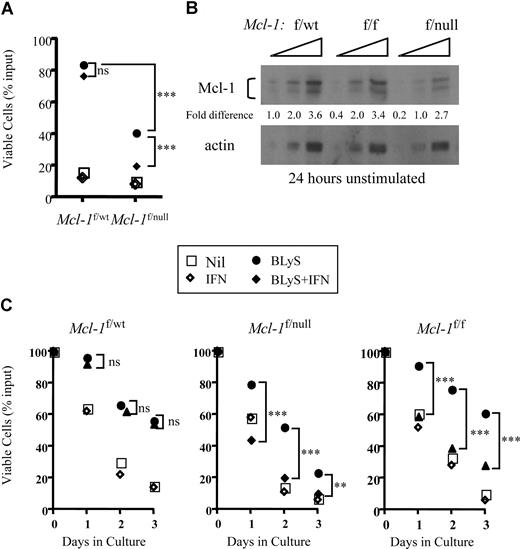 Figure 6. Cre-dependent excision of Mcl-1 blocks BLyS-dependent in vitro B-cell survival. (A) Excision of the Mcl-1 gene in Mcl-1 f/null B cells renders the targeted B cells refractory to BLyS-mediated survival protection. Small resting B cells from donors expressing an Mx-cre transgene and heterozygous for floxed and wild-type Mcl-1 alleles (Mcl-1f/wt) or for floxed and null Mcl-1 alleles (Mcl-1f/null) were cultured for 3 days with and without 100 ng/mL rhuBLyS in the presence of 200 units of IFNα to induce Mcl-1 excision. Viability was assessed by trypan blue dye exclusion. Each point is the average of 3 determinations with statistical comparisons included: P > .05 (not significant); ***P < .001. (B) Gene dose affects the amount of Mcl-1 protein in Percoll purified resting B cells. Mcl-1 protein was determined by Western blot of serially diluted (2-fold) cell lysates prepared from B cells taken from donors heterozygous for floxed and wild-type (Mcl-1f/wt) or floxed and null (Mcl-1f/null) alleles or homozygous for floxed Mcl-1 alleles. Proteins were quantified by densitometry as described Figure 2C. Results are representative of 2 independent experiments. (C) Mcl-1 gene dose modulates the effectiveness of BLyS-dependent B-cell protection. Small resting B cells from Mcl-1f/wt, Mcl-1f/null, or Mcl-1f/f donors expressing an Mx-cre transgene were cultured for 3 days with or without 100 ng/mL rhuBLyS in the presence or absence of 200 units of IFNα. Viability was determined by trypan blue exclusion. Statistical comparisons between B cells cultured with BLyS and B cells cultured with BLyS and interferon (P > .05, not significant; **P < .01; ***P < .001). Each point is the average of 3 determinations in this representative experiment done 3 times. Nil indicates cells cultured without BLyS or IFNα.