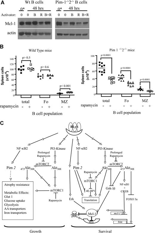 Figure 7. Modulation of Mcl-1 by BLyS, rapamycin and Pim; reduction of peripheral B-cell populations in Pim 1 and 2 doubly deficient mice receiving rapamycin in vivo; and a minimal molecular model of BLyS-dependent growth and survival. (A) Modulation of Mcl-1 protein by BLyS, rapamycin, and Pim. Extracts of small resting wild-type or Pim 1−/−2−/− B cells either freshly isolated (*) or cultured for 2 days in CM with or without rhuBLyS (50 ng/mL) and with vehicle or rapamycin (50 nM) were electrophoretically separated and transferred to nitrocellulose membranes. Membranes were probed with anti–Mcl-1 antibody, stripped, and reprobed with anti-actin antibody. (B) Peripheral B-cell survival in rapamycin-treated mice; 5- to 8-week-old Pim 1−/−2−/− doubly deficient or normal littermates were injected intraperitoneally with 2.5 mg/kg of rapamycin or diluent every other day for 6 days and killed on day 7. The number of viable spleen cells from individual mice was determined by counting and trypan blue exclusion. Peripheral B-cell subpopulations were identified by flow cytometry of viable lymphocytes stained for B220, CD 21/35 and CD23. Total B lymphocytes (B220+; □ represents rapamycin-treated donors; ■, diluent-treated donors) were subdivided into marginal zone (MZ: B220+, CD21/35hi, and CD23lo; ◇ represents rapamycin-treated donors; ♦, diluent-treated donors) or follicular (Fo: B220+, CD21/35int, CD23hi; △ represents rapamycin-treated donors; ▲, diluent-treated donors) B-cell subpopulations, and their number in each donor spleen was determined by reference to the splenocyte counts. Data pooled from 2 independent experiments are shown. (C) BLyS-mediated signaling pathways regulating B-cell growth and survival. Stimulation of B cells by BLyS leads to the activation of PI3-kinase, which phosphorylates Akt on T30842 (current study) and by a separate pathway, the processing and nuclear localization of NF-κB2 with the subsequent induction of pim 2 mRNA and production of constitutively active Pim 2 protein.15,17,34 (current study). Akt is fully activated by phosphorylation on S473 mediated by the rictor containing TOR complex mTORC230 (current study). Akt and the raptor containing TOR complex mTORC1 converge to promote rapamycin-sensitive cell growth31,32 (current study) by inducing glucose uptake and use and up-regulating amino acid and iron transporters, which maintain cell size and promote atrophy resistance28,31,47 (current study). Pim 2 also increases glycolysis and promotes maintenance of cell size by a rapamycin-independent, glucose-dependent mechanism34,35 (current study). BLyS-induced survival requires the antiapoptotic Bcl-2 family member Mcl-122 (current study). Akt induces the activation of CREB and NF-κB1,44 which promote mcl-1 transcription.73,74 Akt also inactivates FOXO3a,48,56 (current study), suppressing the transcription of the proapoptotic protein Bim, a major regulator of B-cell homeostasis.55,57 Mcl-1 protein levels are controlled at the level of translation by mTORC1 and Pim 2, which inactivate the translational repressor 4E-BP1 by rapamycin-dependent and -independent processes; Mcl-1 protein is stabilized by Erk,76 reported to be induced by BLyS stimulation,20 whereas Mcl-1 turnover is enhanced by the action of Gsk-3b,75 which is inhibited by active Akt48 (current study). Mcl-1 protein is reduced by rapamycin treatment54 (current study). Reference citations in this legend for activities induced by BLyS stimulation are in bold. AA indicates amino acid.