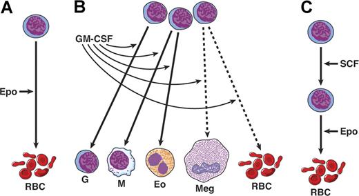 Figure 1. Three types of action of hematopoietic cytokines. (A) Lineage restricted. (B) Action on multiple lineages; broken line shows actions only at high concentrations. (C) Sequential actions; SCF acts on stem and early erythroid progenitors, while EPO acts on more mature precursors. The notion of sequential actions was later found to be incorrect.