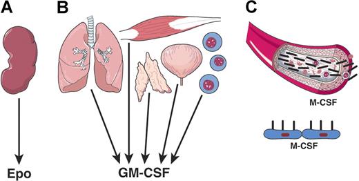 Figure 2. Varying tissue origin of hematopoietic cytokines. (A) EPO is mainly a product of kidney tissue. (B) GM-CSF is a product of multiple tissues and cell types. (C) M-CSF, CSF-1 can be a humoral factor and the product of many tissues or a membrane-displayed factor on local stromal cells.