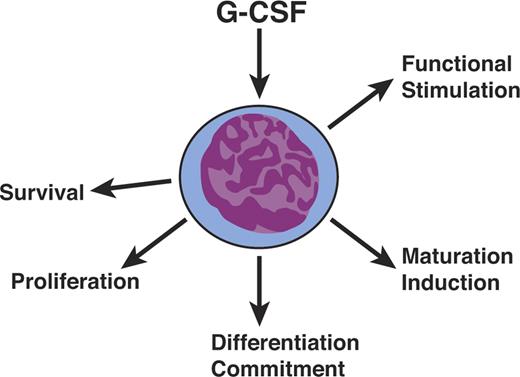 Figure 3. Hematopoietic cytokines are polyfunctional. Hematopoietic cytokines such as G-CSF are not simply mandatory proliferative stimuli but also act on cell survival, differentiation commitment, maturation induction, and the functional stimulation of mature cells.