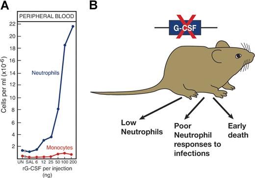 Figure 4. The importance of a hematopoietic cytokine such as G-CSF can be validated in several ways. (A) By injecting G-CSF to elevate neutrophil levels and (B) by deleting the gene, a procedure resulting in low neutrophil levels and poor neutrophil responses to challenge infections.
