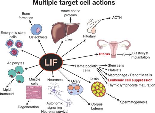 Figure 5. The confusing nature of some hematopoietic cytokines as illustrated by LIF. LIF was isolated as a factor active in suppressing a myeloid leukemic cell line. However, it has obvious additional actions on multiple tissues and is essential for blastocyst implantation and successful pregnancy.
