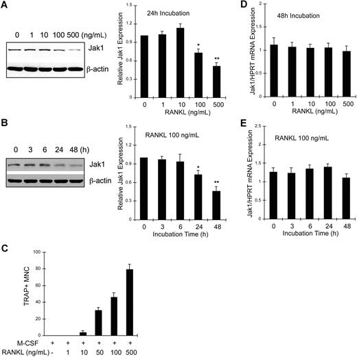 Figure 2. Jak1 protein but not mRNA expression level was decreased during RANKL-induced osteoclast differentiation. (A) BMMs were cultured with 30 ng/mL M-CSF in the presence of indicated concentrations of RANKL for 24 hours. Lysates were subjected to Western blotting, and Jak1 expression was determined by enhanced chemiluminescence. Jak1 band densities were quantified as described in “Immunoprecipitation and immunoblotting” (right panel). (B) BMMs were cultured with 30 ng/mL M-CSF in the presence of 100 ng/mL RANKL for indicated times, and total-cell lysates were subjected to Western blotting using anti-Jak1 antibody (left panel). Jak1 expression was quantified as in panel A (right). (C) BMMs were cultured in the presence of 30 ng/mL M-CSF and 1 to 500 ng/mL RANKL for 3 days, and the formation of TRAP+ multinuclear OCs was observed. Cells were counted in 3 random fields under the microscope and the average number plus or minus SD was shown. Similar results were obtained from 2 independent experiments. (D) BMMs were cultured for 48 hours in the presence of 30 ng/mL M-CSF and 0 to 500 ng/mL RANKL, and total RNAs were isolated, reverse-transcribed, and subjected to quantitative real-time PCR analysis for Jak1. Jak1 expression levels were normalized by the levels of HPRT in each sample. (E) RNA samples from the cells cultured as in panel B were subjected to quantitative real-time PCR analysis. Western blot images are representative of at least 3 experiments with similar results. Values in graphs are expressed as means (± SD) from 3 (A,D) or 4 (B,E) experiments. *P < .05; **P < .01 versus control values.