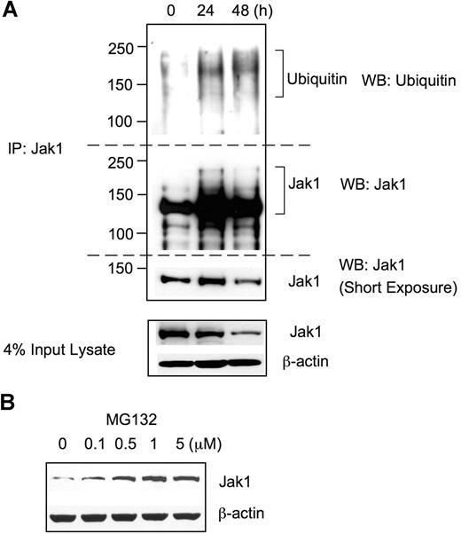 Figure 3. Jak1 was ubiquitinated upon RANKL stimulation. (A) BMMs were incubated with 30 ng/mL M-CSF and 100 ng/mL RANKL for the indicated times, and total-cell lysates were subjected to immunoprecipitation using anti-Jak1 antibody. Immunoprecipitates were separated by SDS-PAGE and immunoblotted using antiubiquitin antibody. The blot was stripped and reprobed for Jak1. Jak1 and actin expression was also examined from a small portion of input lysates. (B) BMMs were cultured with M-CSF (30 ng/mL) and RANKL (100 ng/mL) for 48 hours. MG132 was added for the final 4 hours of incubation. Total-cell lysates were subjected to Western blotting for the examination of Jak1 expression. (A,B) Blots are representative of at least 3 experiments with similar results.