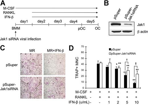 Figure 6. Jak1 knock-down protected BMMs from the IFN-β-mediated inhibition of osteoclastogenesis. (A) BMMs were first infected with viruses harboring empty vector (pSuper) or Jak1 siRNA construct (pSuper-Jak1siRNA). After 24 hours, cells were stimulated with RANKL (100 ng/mL) to induce OC differentiation in the presence or absence of IFN-β. (B) At 1 day after Jak1 siRNA viral infection, total-cell lysates were examined for Jak1 expression by Western blotting. (C) At the end of culture, cells were stained for TRAP activity. MR represents M-CSF plus RANKL. IFN-β was used at 10 U/mL. Results are representative of at least 3 experiments with similar results. (D) OC numbers in experiments using varying concentrations of IFN-β were counted. Data are means (± SD) from 3 random fields in representative experiment. Asterisks represent statistical difference between the values obtained from cells cultured in the presence or absence of IFN-β with M-CSF and RANKL (*P < .05; **P < .01). Daggers represent significant difference between pSuper- and pSuper-Jak1siRNA–infected cells at the same IFN-β concentration (†P < .05; ‡P < .01).