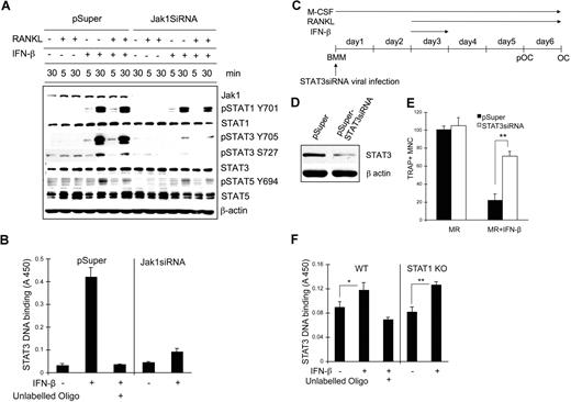 Figure 7. STAT3 signaling pathway was involved in the IFN-β–mediated inhibition of osteoclastogenesis. (A) BMMs were infected with viruses harboring empty vector (pSuper) or Jak1 siRNA construct (Jak1siRNA). At 1 day after viral infection, cells were stimulated with IFN-β (100 U/mL) in combination with RANKL (500 ng/mL) for the indicated times. Total-cell lysates were subjected to Western blotting using phosphospecific antibodies. The expression of each protein was examined by directly stripping and reprobing the same membrane used to detect the phosphoform of the protein with respective antibody. (B) Vector or Jak1siRNA-infected BMMs were stimulated with 100 U/mL IFN-β for 30 minutes. Nuclear extracts were prepared and assayed for the DNA binding activities of STAT3 as described in “Methods.” Excess unlabeled oligo DNA was added to confirm the specificity of assay. (C) BMMs were first infected with viruses harboring empty vector (pSuper) or STAT3 siRNA construct (pSuper-STAT3siRNA). (D) After 48 hours, total-cell lysates were examined for STAT3 expression by Western blotting. Antiactin blot was shown to ensure same loading between 2 lanes. (E) Cells in panel D were incubated with 10 U/mL IFN-β for 24 hours and further incubated with 100 ng/mL RANKL for 3 days in the presence of 30 ng/mL M-CSF. At the end of culture, cells were stained for TRAP activity. The number of TRAP+ multinuclear OCs was counted from 3 random fields under microscope. Data are means plus or minus SD and are representative of 3 independent experiments. Asterisks represent statistical difference (**P < .01). MR represents M-CSF plus RANKL. (F) WT or STAT1-deficient BMMs were stimulated with 100 U/mL IFN-β for 30 minutes. Nuclear extracts were prepared and assayed for the DNA binding activities of STAT3 as described in “STAT3 DNA binding assay.” Excess unlabeled oligo DNA was added to confirm the specificity of assay. Data are means (± SEM) of 5 independent experiments. Asterisks represent statistical difference (*P < .05; **P < .01).