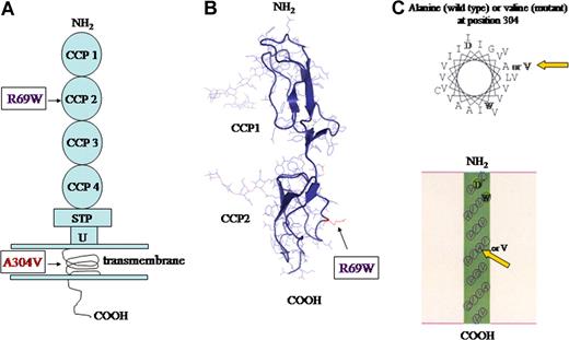 Figure 1. MCP structure. (A) Schematic diagram of protein structure. R69W mutation is in CCP 2. The A304V mutation is in the transmembrane domain. (B) Crystal structure of CCP 2 highlighting the location of R69W. (C) Helical wheel diagram of predicted segments and transmembrane representation by SOSUI (http://bp.nuap.nagoya-u.ac.jp/sosui) of A304V MCP mutation versus that of wild type. Yellow arrows indicate mutation of MCP at position 304 from alanine (left) to valine (right).