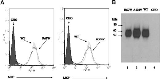 Figure 2. Expression profile and electrophoretic mobility of R69W and A304V mutants. (A) Flow cytometry of MCP expression on CHO cell lines. Stable transfectants R69W and A304V express similar copy number of MCP/cell (approximately 100 000) compared with wild type. (B) Western blot of these same CHO cell lysates probed with a rabbit polyclonal Ab to MCP. R69W and A304V have similar Mr to wild type. Representative experiment of 3.