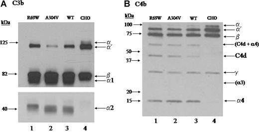 Figure 4. Analysis of C3b and C4b cofactor activity. Lysates of CHO cells expressing R69W, A304V, or wild-type MCP were incubated at 50 mM NaCl for 90 minutes with C3b or C4b and factor I. Cleavage of the α′ chain and generation of the α1 and α2 by the mutants are comparable with that of wild type. For the Western blot C3b cofactor activity (A), α′ and β represent the 2 chains of C3b. α1 corresponds to the larger proteolytic product of the α′ chain of C3b. The bottom portion of panel A is a 3-fold longer exposure of the same gel to show the smaller α2. SDS-PAGE, 10% gel, reducing conditions. Representative experiment of 3. For the Western blot of C4b cofactor activity (B), cleavage fragments C4d and α4 are similar between the mutants and wild type. The α3 is poorly biotinylated and not seen. The light band at approximately 60 kDa is most likely C4d (45 kDa) + α4 (15 kDa) and again is similar for the mutants in comparison with wild type. SDS-PAGE, 4% to 10% gel, reducing conditions. Representative experiment of 3.