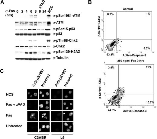 Figure 2. ATM kinase activation following Fas-induced apoptosis is a late passive event. (A) C3ABR cells were induced to undergo apoptosis with 250 ng/mL anti-Fas IgM monoclonal antibody. Untreated and NCS-treated cells that trigger DSB and classically induce ATM activation42 were used as controls. For immunoblotting, 80 to 100 μg protein extract were separated by SDS-PAGE and transferred on nitrocellulose. The proteins of interest and their phosphorylation were revealed by immunoblotting with specific antibodies. (B) C3ABR cells were treated to undergo apoptosis with 250 ng/mL anti-Fas IgM monoclonal antibody (CH11; UBI). Untreated and treated cells were analyzed by flow cytometry for active caspase-3 and phospho-Ser1981-ATM. (C) C3ABR cells were treated to undergo apoptosis as in panel B. Untreated and NCS-treated cells were used as controls. Cells were fixed and permeabilized, and immunofluorescences were carried out as previously described.32 Nuclear condensation and fragmentation have been evaluated by Hoechst staining.