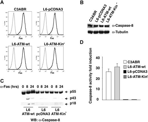 Figure 3. ATM kinase activity promotes caspase-8 activation. (A) Fas receptor levels were detected by flow cytometry analysis. Cells were incubated with anti-Fas antibodies followed by PE-conjugated secondary antibodies (dark lines). For each cell line, an incubation with PE-conjugated alone served as negative controls (light lines). (B) Caspase-8 expression was revealed by immunoblotting on extracts obtained by the indicated cell lines. Protein extract (80-100 μg) was separated by SDS-PAGE and transferred on nitrocellulose, and caspase-8 expression was revealed using specific antibodies. (C) Protein extracts from the indicated cell lines stimulated to undergo apoptosis with anti-Fas antibodies have been separated by SDS-PAGE, and caspase-8 was revealed by immunoblotting with specific antibodies. The arrows point to the entire protein, p55, as well as to the processing products p43 and p18. (D) Caspase-8 activity from the same extracts was measured by the hydrolysis of the caspase-8 substrate Ac-IETD-AMC.