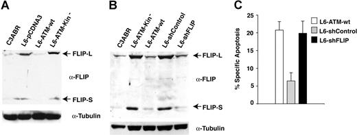 Figure 4. Basal ATM kinase activity regulates FLIP protein levels. (A) FLIP expression was revealed by immunoblotting on extracts obtained from the indicated cell lines. Protein extract (80-100 μg) was separated by SDS-PAGE and transferred on nitrocellulose, and FLIP expression was revealed using specific antibodies. The arrows point to FLIP-L and FLIP-S isoforms. (B) ATM-deficient L6 cells were stably transfected with shFLIP or with a scrambled oligo as control. Protein extracts from the indicated cell lines were probed for FLIP expression by immunoblotting as described in panel A. The arrows point to endogenous FLIP-L and FLIP-S. (C) The indicated cell lines were stimulated to undergo apoptosis with 250 ng/mL anti-Fas mAb. Apoptosis was determined by the analysis of DNA fragmentation upon PI nuclear staining 24 hours after anti-Fas treatment.
