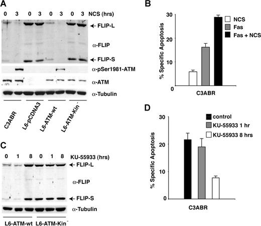 Figure 5. Modulation of ATM kinase activity results in the regulation of FLIP protein levels, which in turn determines Fas sensitivity. (A) Different cell lines were treated with NCS for 3 hours to trigger ATM kinase activation. Protein extract (80-100 μg) was separated by SDS-PAGE and transferred on nitrocellulose, and FLIP expression was revealed using specific antibodies. (B) C3ABR cells were stimulated to undergo apoptosis with 250 ng/mL anti-Fas mAb in the presence or in the absence of NCS pretreatment for 3 hours. Apoptosis was determined by the analysis of DNA fragmentation in PI-stained cells 24 hours after anti-Fas treatment. (C) The indicated cell lines were incubated in the presence of the specific ATM kinase inhibitor KU-55933 (10 μM) for 1 or 8 hours. Protein extract (80-100 μg) was separated by SDS-PAGE and transferred on nitrocellulose, and FLIP expression was revealed using specific antibodies. (D) C3ABR cells were preincubated for 1 or 8 hours with the specific ATM kinase inhibitor KU-55933 (10 μM) to allow endogenous ATM kinase inactivation and FLIP level up-regulation and then stimulated to undergo apoptosis with 250 ng/mL anti-Fas mAb. Apoptosis was determined by the analysis of DNA fragmentation in PI-stained cells 24 hours after anti-Fas treatment.