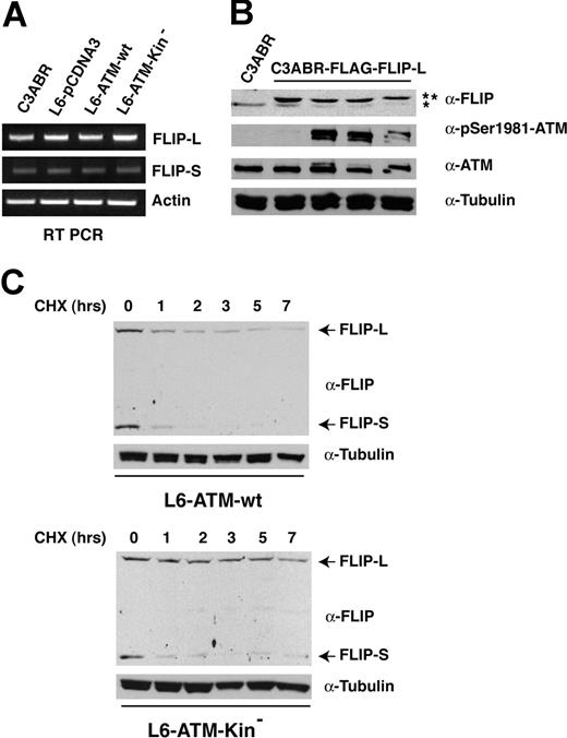 Figure 6. ATM kinase activity down-regulates FLIP protein stability. (A) RT-PCR analysis of FLIP-L and FLIP-S RNA expression levels was performed in the indicated cell lines. Amplified actin was used as an internal control. (B) C3ABR-FLAG-FLIP-L stably transfected cells were incubated with NCS for different times to trigger ATM kinase activation. Protein extract (80-100 μg) was separated by SDS-PAGE and transferred on nitrocellulose, and endogenous (*) and transfected FLIP (**) expression was revealed using specific anti-FLIP antibodies. (C) Cells were pretreated with KU-55933 O/N, washed, and then incubated with CHX for the indicated times.