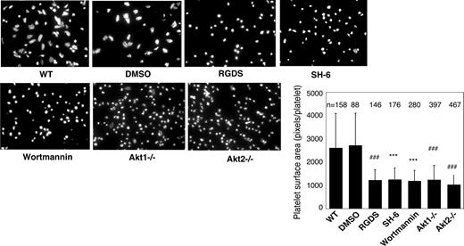 Figure 2. Effects of PI3K and Akt inhibitors and Akt knockout on platelet spreading on immobilized vWF. Microtiter chamber slides were coated with 30 μg/mL vWF. Washed WT mouse platelets (2 × 107/mL) were preincubated with or without vehicle (DMSO), SH-6 (15 μM), or wortmannin (100 nM) for 5 minutes. WT, Akt1−/−, or Akt2−/− platelets were allowed to adhere and spread on vWF for 90 minutes in the presence of botrocetin (1 μg/mL). Adherent platelets were stained with fluorescein-labeled phalloidin and photographed under a fluorescence microscope as described in “Platelet spreading on immobilized vWF and fibrinogen.” Platelets were also treated with the integrin inhibitor, RGDS (1 mM), to indicate the integrin–dependent platelet spreading. Shown in the figure are representative pictures from one of 3 experiments with similar results and a bar graph of the quantitative analysis of platelet surface area as an indicator of spreading. The data are from 3 randomly selected fields from 3 experiments. The bars in the graph represent the average surface area (± SD) of individual platelets. ###P < .001 versus WT platelets. ***P < .001 versus DMSO–treated WT platelets. Numbers of platelets analyzed for each group are indicated above the bars.